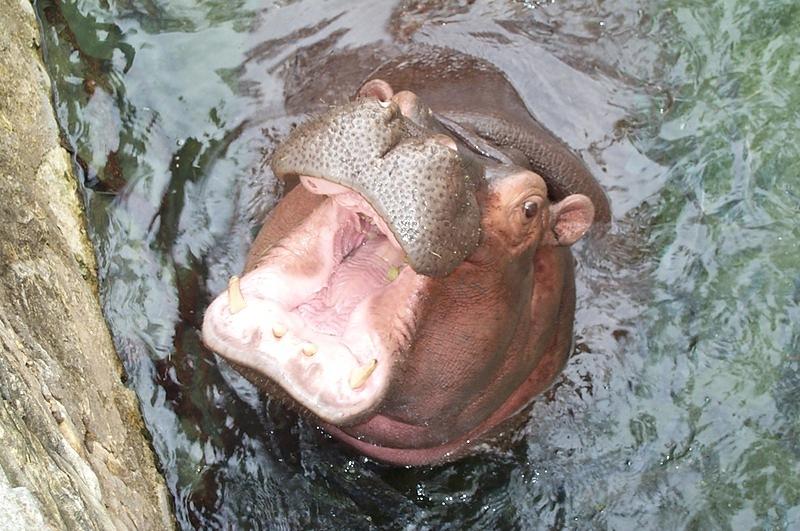 A hippo bellowing at us.  We got too close to his girlfriend or something.
