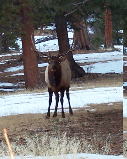 Here is a shot of a nice bull elk we saw on the way out of parking lot.