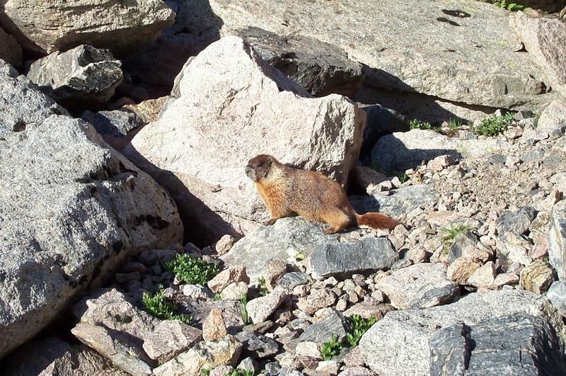 Marmot at the base of Lamb's slide.
