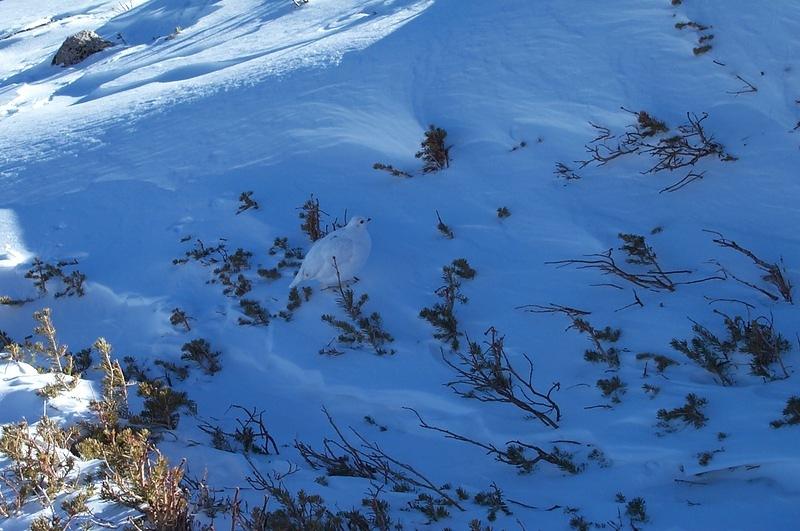 A ptarmigan that nearly gave me a heart attack when I flushed him out of his nest.