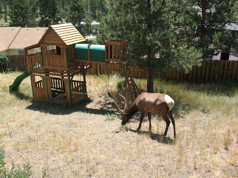 Bull Elk visitor