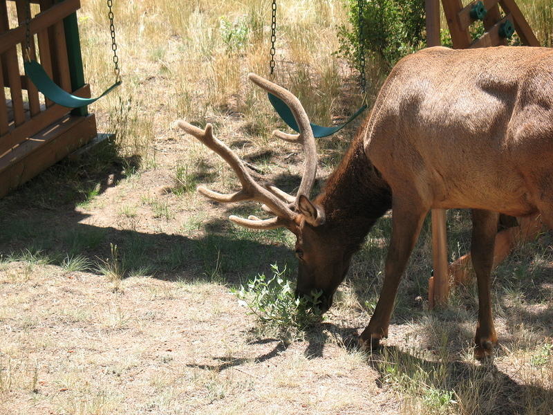 close up of his velvet antlers