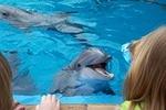 Elizabeth feeding a dolphin