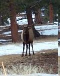 Here is a shot of a nice bull elk we saw on the way out of parking lot.