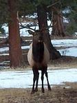 Another shot of the elk.