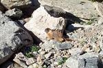 Marmot at the base of Lamb's slide.