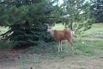 Deer in Front Yard 7/12/2006