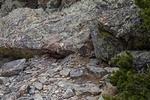 The Marmot Show-these marmots were chasing each other and nipping each other.