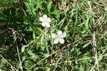 Eliz's flowers-?