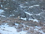 3 Bighorn enjoying the solitude at 11,000 ft.