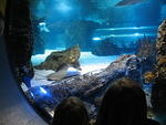 The Newport Aquarium had an awesome million or so gallon salt water tank