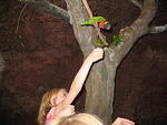 Hannah trying to get a lorykeet
