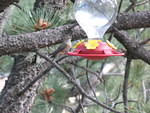 one of our hummingbirds