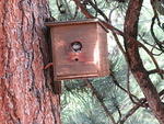 A violet-green swallow has been nesting in our tree for the last two years