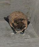 our bat friend who lived under the eaves of our roof for a week