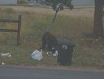 a bear, who is not our friend, but raided our trash