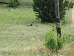 Turkey family on McGraw Ranch rd