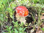 unique mushroom on the trail