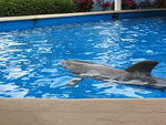 dolphin nursery at SeaWorld