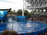 The Shamu show