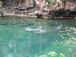 Here you can see the outline of the baby on top of the mama manatee