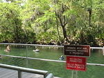 if the manatee are present they close the swim area