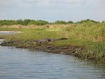 Our guide helped the DOW count alligators and in a 3 mile radius they counted 3,000 alligators.
