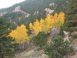 aspens in their fall glory