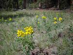 Flowers right before the forest begins.