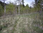 Great little aspen meadow.