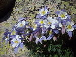Some columbines hiding under the same rock that Elizabeth and I hid from the storm under last summer